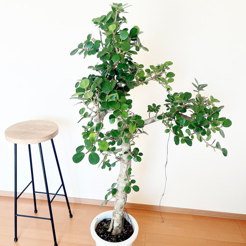 現品　ガジュマル　尖閣ガジュマル　センカクガジュマル　古木　観葉植物　インテリア 希少】センカクガジュマル 観葉植物 大型 室内 calm cafe 多肉植物