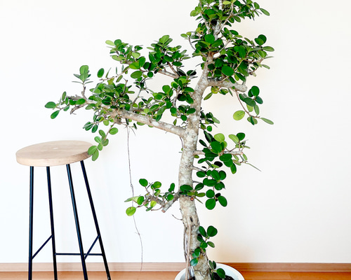 希少】センカクガジュマル 観葉植物 大型 室内 calm cafe 多肉植物