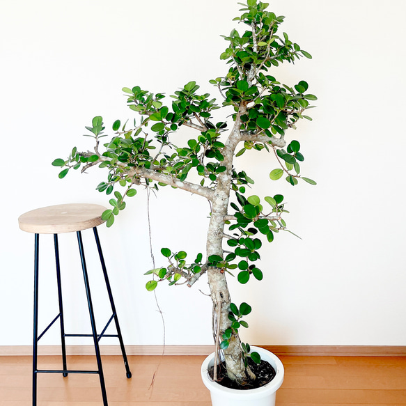 現品　ガジュマル　センカクガジュマル　尖閣ガジュマル　観葉植物　インテリア 現品 ガジュマル センカクガジュマル 尖閣ガジュマル 観葉植物