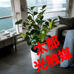光触媒　人工観葉植物　ウォールグリーン　フェイクグリーン　パスカリ 光触媒 人工観葉植物 ウォールグリーン フェイクグリーン 壁掛け