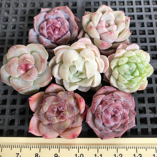 エレン カット苗 グラプトベリア 多肉植物 エレン カット苗 グラプトベリア 多肉植物 楽天市場】エレン錦 カット