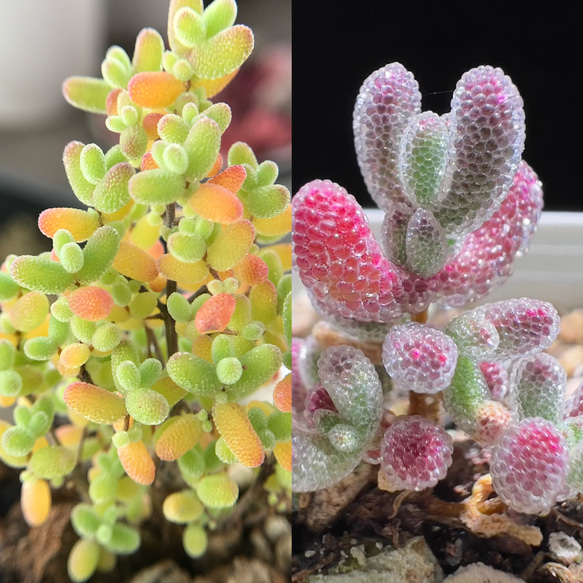 速達便で発送❣️多肉植物 ドロサンテマム キラキラ 2点セット カット