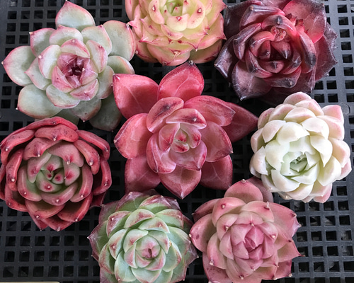 お買い得 多肉植物 エケベリア 8点 セット販売 抜き苗 多肉植物 愛多肉