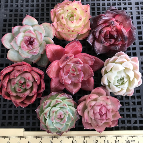 46、グリーノビア ピンクエルイエロ x珠玉 1苗3500円