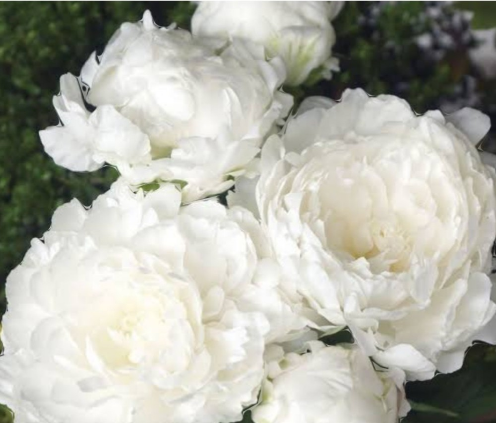 芍薬【しらゆき姫⠀1苗】八重咲きの中でも一際花びらの多い品種でボリュームがある