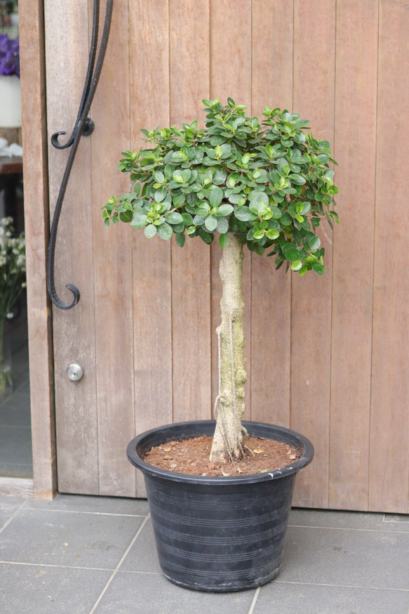 幸運を呼ぶ❤︎パンダガジュマル 多肉植物 トータルプランツ