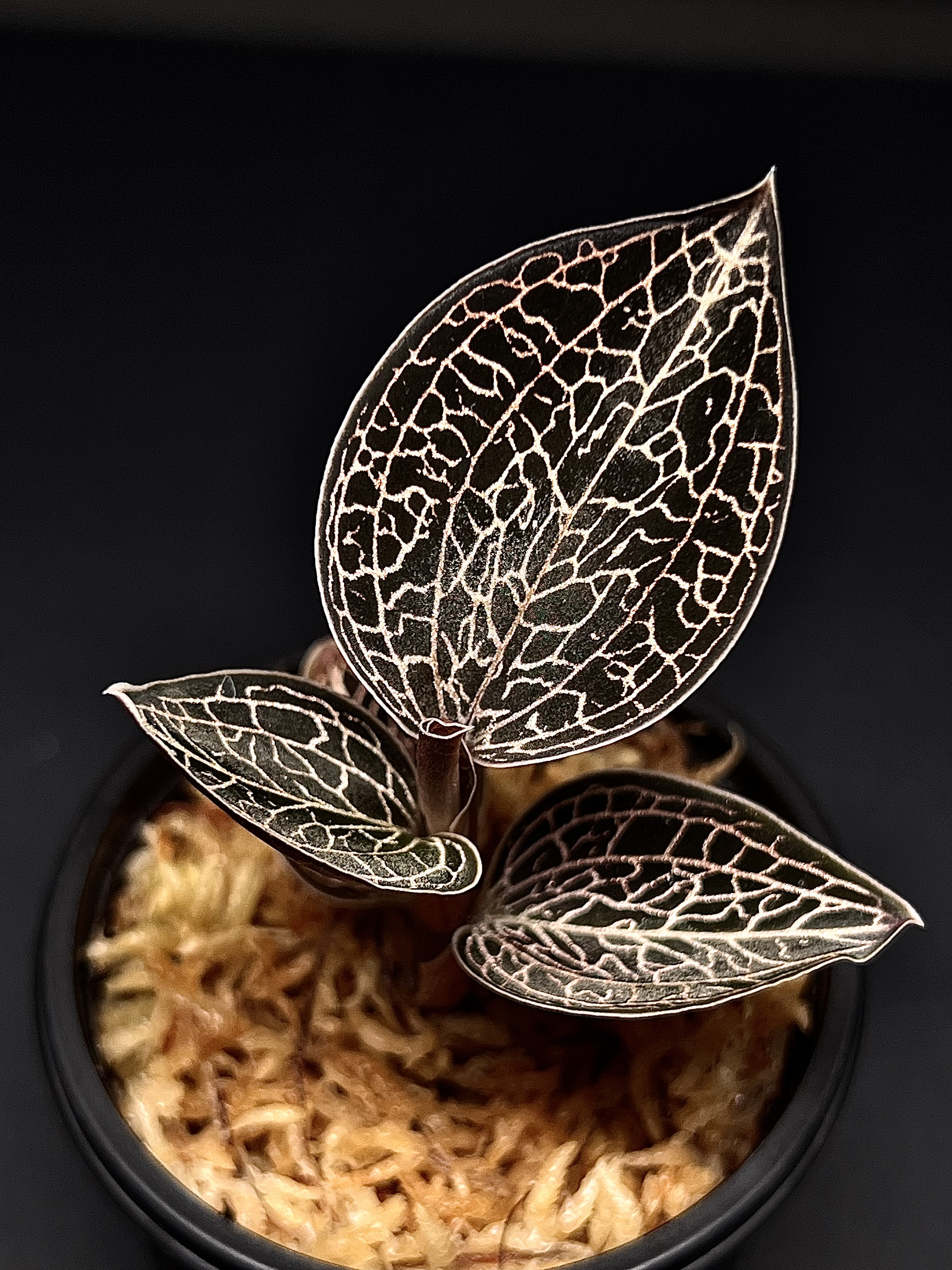 ジュエルオーキッド シストーキス sp. パプアセット ジュエル