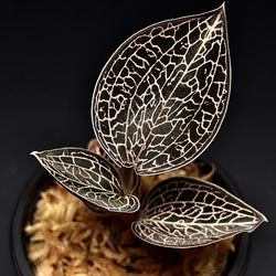 ジュエルオーキッド　マコデスペトラ　ブラック４株セット ジュエルオーキッド マコデスペトラ ブラック4株セット