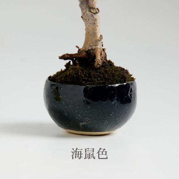  第9張的照片