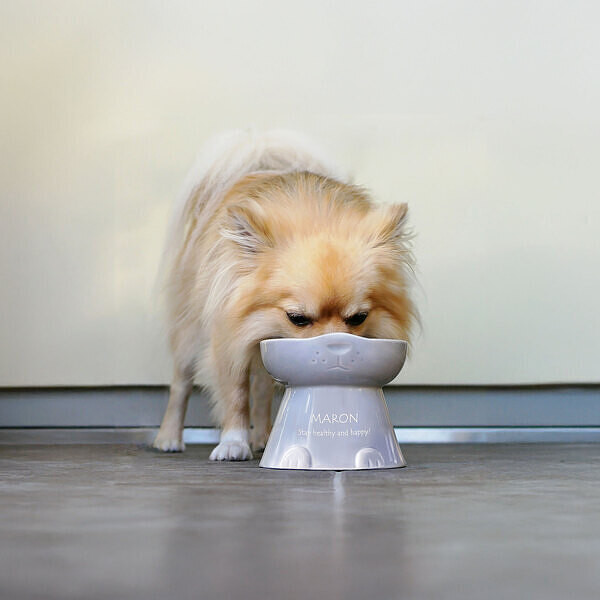 【名入れ】犬好きの犬好きによる犬好きの為のフードボウル イヌ クリーム