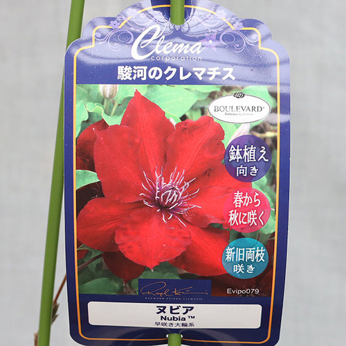 花苗 クレマチス ヌビア 4.5号 つる性 宿根草 早咲き大輪系 赤