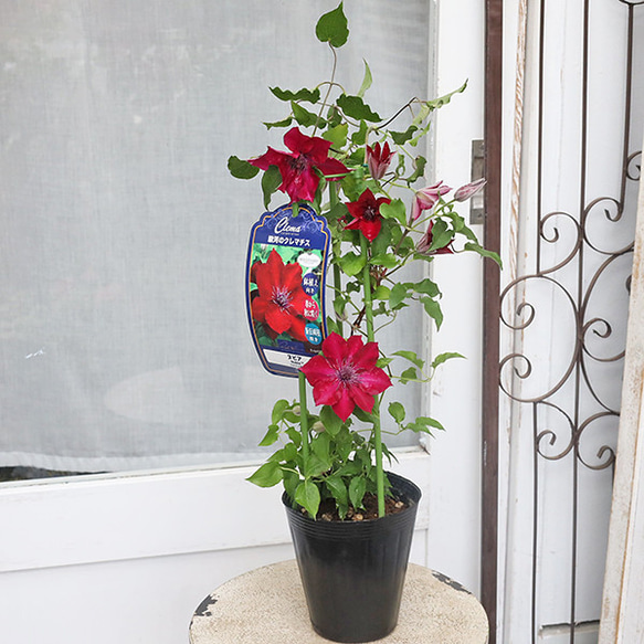 クレマチス　苗　⑤ 花苗 クレマチス 3.5号ポット つる性 パテンス系 ジャックマニー