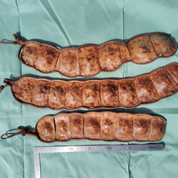 世界一大きな豆もだまのさや・3本組 モビール ほんわか工房 種と貝で