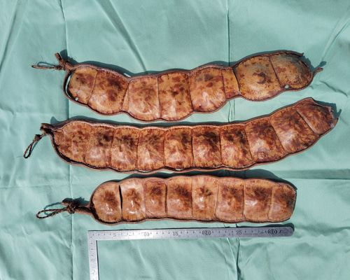 世界一大きな豆もだまのさや・3本組 モビール ほんわか工房 種と貝で