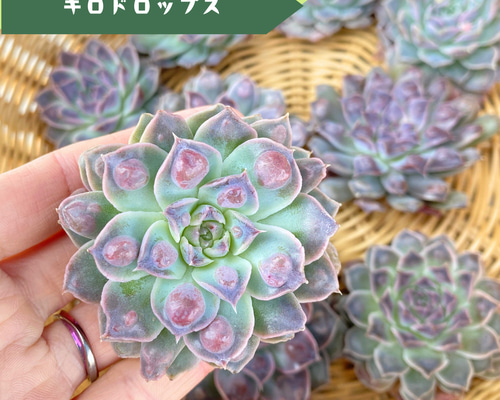 多肉植物❤️スモールサークル❤️3頭9cm!実生拔キ苗！ g-161-3ps.jpg