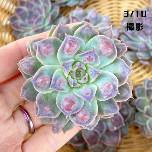 1苗【5-6cm程度/ギロドロップス】中苗 輸入苗 多肉植物 多肉植物 多肉