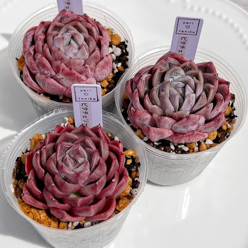 多肉植物 ビタチェリー 韓国苗 多肉植物 pariʚ❤︎ɞtaniku