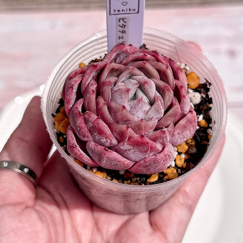 多肉植物 ビタチェリー 韓国苗 多肉植物 pariʚ❤︎ɞtaniku