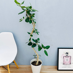 現品］【超希少】2番ソテツカイルンシアナブルー8号蘇轍観葉植物レア