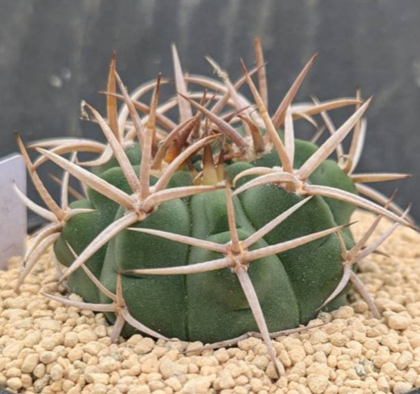 サボテンコレクション・ギムノカリウム・フェロシオールinわけけのお店