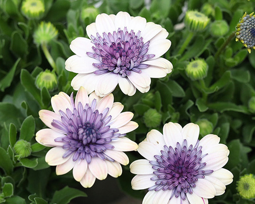 692ab6d201048748e5368d09bdb77c