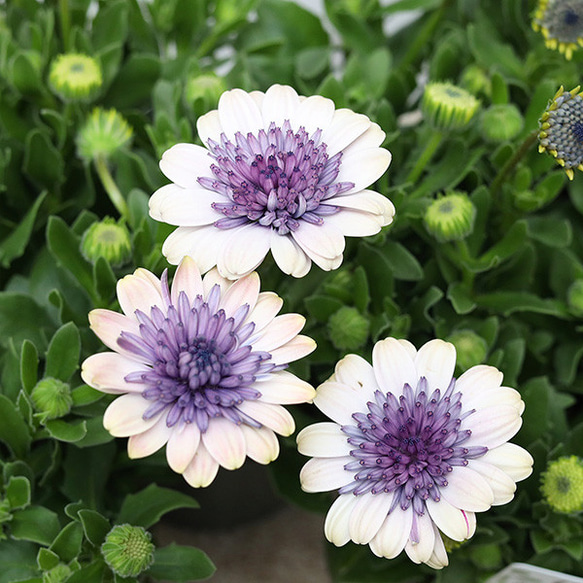 花苗 八重咲き オステオスペルマム ベネチア 3.5号 多年草 春の花 よく