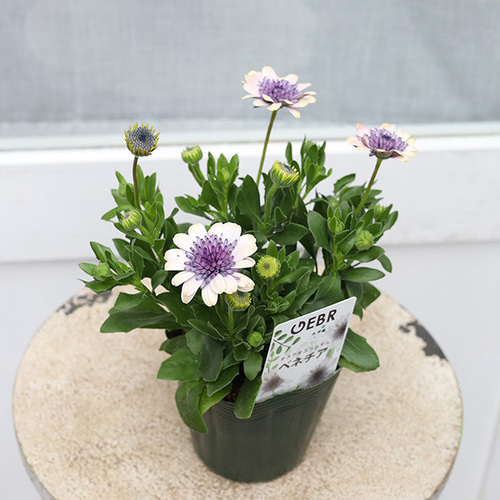 花苗 八重咲き オステオスペルマム ベネチア 3.5号 多年草 春の花 よく