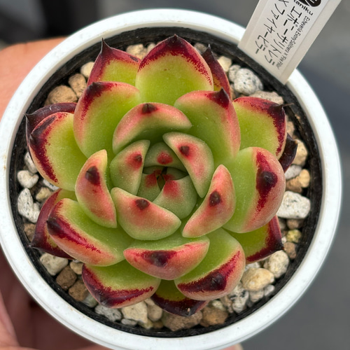 オリジナル交配苗！☆原種エボニー×ファイヤーピラー 多肉植物