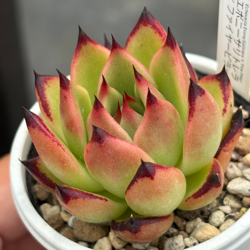 オリジナル交配苗！☆原種エボニー×ファイヤーピラー 多肉植物