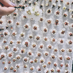 薬草ボトル ウメノハナティンクチャー 梅の花　薬草ハーブ 3枚目の画像