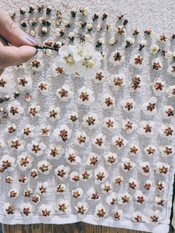 薬草ボトル ウメノハナティンクチャー 梅の花　薬草ハーブ 3枚目の画像
