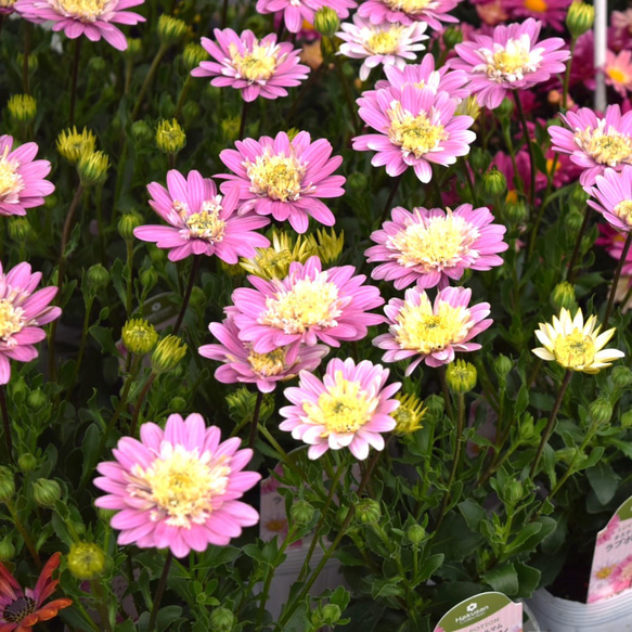 オステオスペルマム 「ラブポーション」 花苗 花 苗