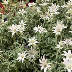 グラスファイバー ゴブレット ホワイト フラワー 植木鉢