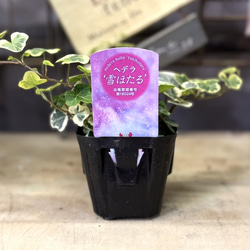  第3張的照片