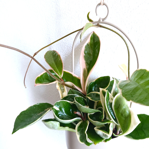 ボリュームあり　サクララン　ホヤカルノーサ　ワックスプラント　観葉植物　斑入り 観葉植物 サクララン ホヤ カルノーサ リップカラー : plantlife