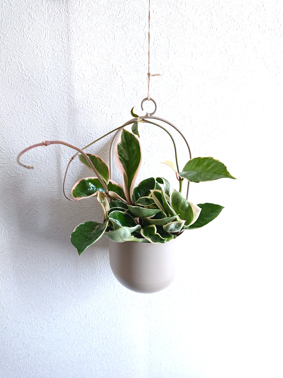 ボリュームあり　サクララン　ホヤカルノーサ　ワックスプラント　観葉植物　斑入り ○数量限定○ ”ホヤ・カルノーサ・リップカラー ピンク（桜蘭
