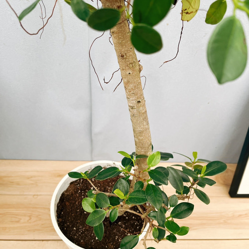 センカクガジュマル 斑入り センカクガジュマル 斑入り センカクガジュマル 斑入り 観葉植物