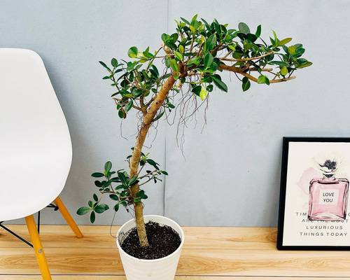 52bc95e232049cce408dec8b5f475d