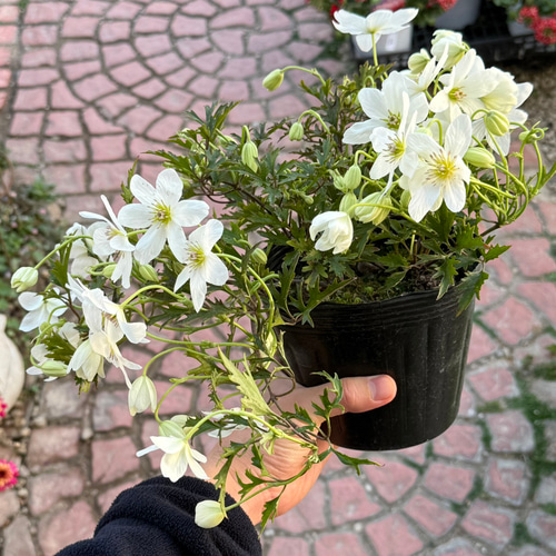 クレマチス「カートマニージョー」 花苗 観葉植物 花 苗 ガーデニング