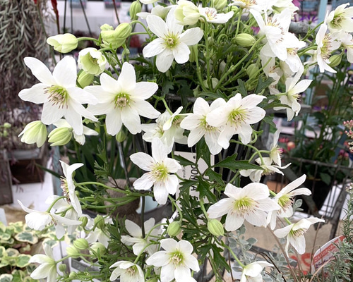 AOBA GARDEN | #クレマチス ミニベル 入荷しました！ 多年草で