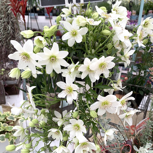 甘い香りダッチェス デ パルメパルマスミレダブル咲き花芽二つ寒さ強し