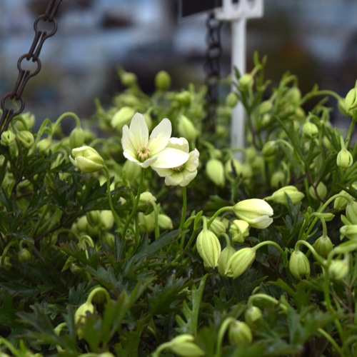 クレマチス「カートマニージョー」 花苗 観葉植物 花 苗 ガーデニング