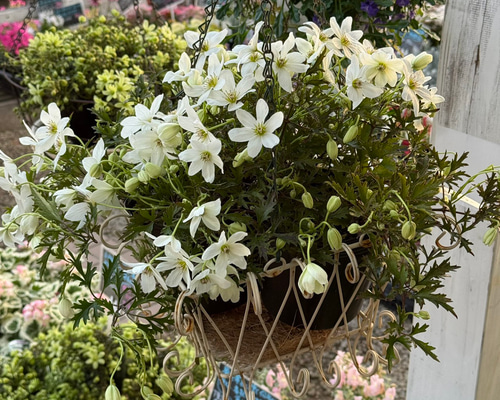 クレマチス「カートマニージョー」 花苗 観葉植物 花 苗 ガーデニング