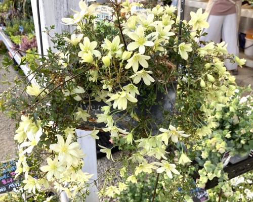 クレマチス・ペトリエイ 2026/03/21土曜日 クレマチスペトリエイが満開になりました🌿✨✨ 他の