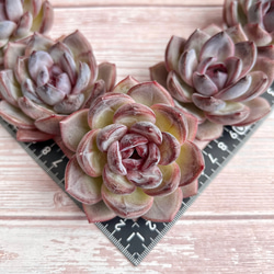 2025 New✨多肉植物 ソングフォーユー 韓国苗 多肉植物