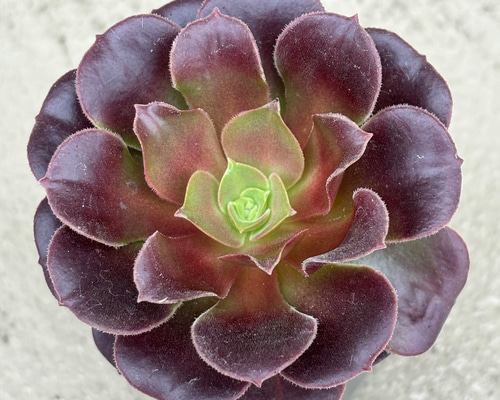 27 #多肉植物アエオニウム錦 ❤️キリマンジャロ錦❤️1大頭10小頭18cm拔き苗 27 #多肉植物アエオニウム錦 ❤️キリマンジャロ錦❤️1大頭10小頭18cm拔