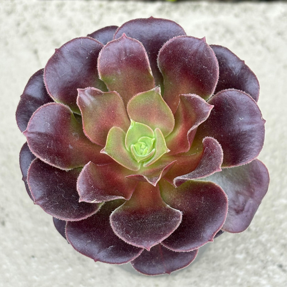 キリマンジャロ アエオニウム 多肉植物 多肉植物 kanomarihome