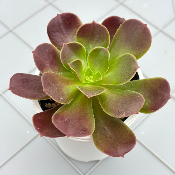 キリマンジャロ アエオニウム 多肉植物 多肉植物 kanomarihome 通販