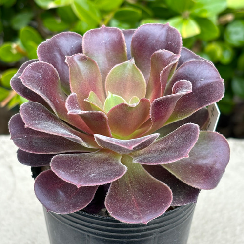 27 #多肉植物アエオニウム錦 ❤️キリマンジャロ錦❤️1大頭10小頭18cm拔き苗 27 #多肉植物アエオニウム錦 ❤️キリマンジャロ錦❤️1大頭10小