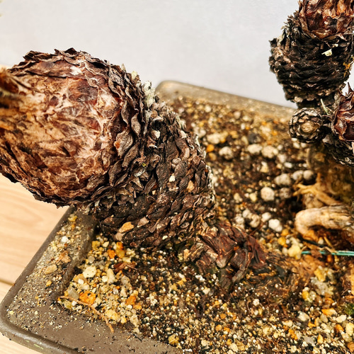 現品］【珍しい】6番 奄美姫ソテツ 盆栽造り 約7号 蘇轍 観葉植物